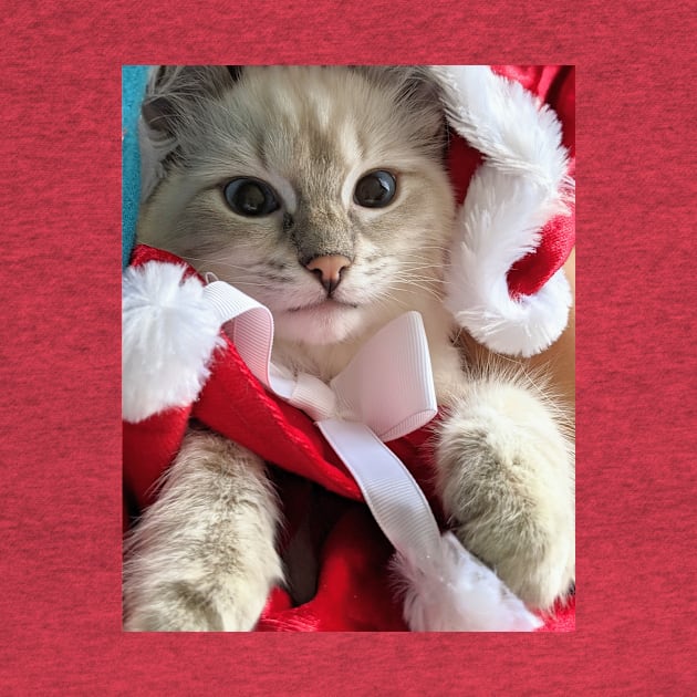 Saoirse ragdoll Santa baby by Fluffyragdollkittens